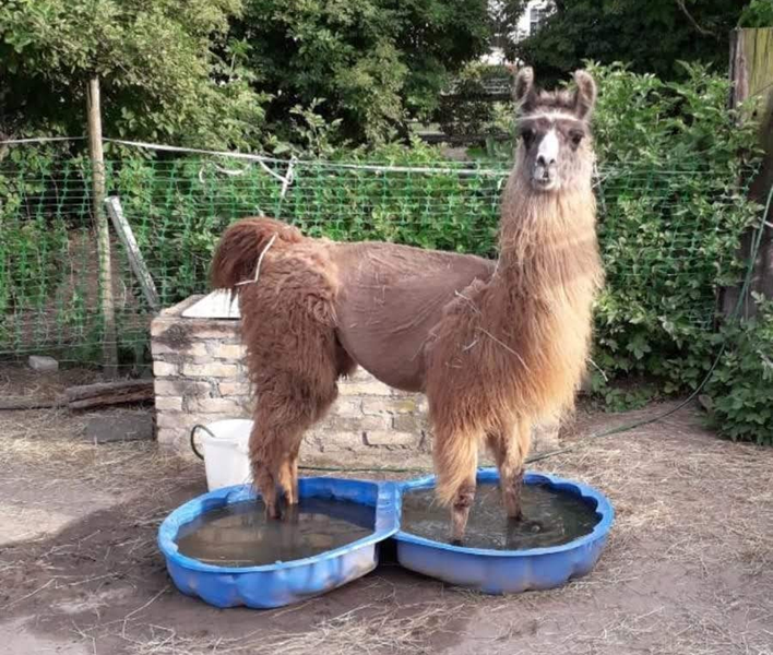 2021-05_600-px-h_carlos _img-20190628-wa0000.png